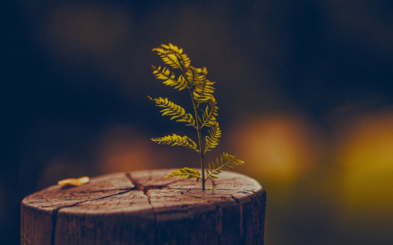 The Compassionate Action Conference: Transforming the World Together